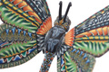 Jon Stuart Anderson Butterfly